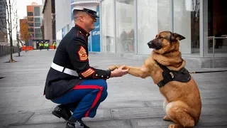 10 HUNDE DIE DEIN LEBEN RETTEN KÖNNEN