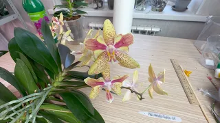 длинношеие орхидеи можно делить по полам / обзор не стандартных орхидей