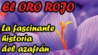 El oro rojo - Descubre la fascinante historia del azafrán