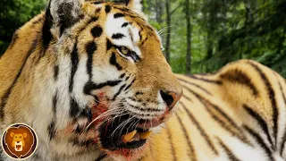 Diese Tiere könnten einen Tiger besiegen