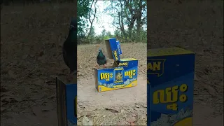 Really Creative Pigeon Trap With Cardboard Box#shorts