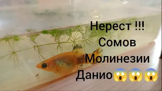 Отнерестились сомы, данио, молинезии 😱😱😱 Купил новые растения?!?!