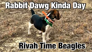 Rabbit Doggin Today 🐇🐶🐶🐶 Rivah Time Beagles Rabbit Hunt