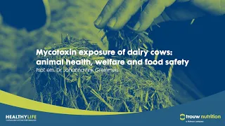 Mycotoxin exposure of dairy cows: animal health, welfare & food safety by Professor J. Fink-Gremmels