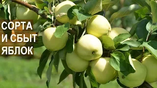 Яблоневый сад КФХ Берзой. Сорта яблонь. Сбыт яблок
