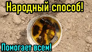 Смерть МЕДВЕДКАМ 200%! Как уничтожить медведку народным способом быстро и без затрат #медведка