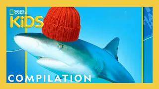 Animal Jokes for Kids 🤣 | Nat Geo Kids Compilation | @natgeokids