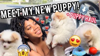 I got a new POMERANIAN + puppy HAUL | 2021