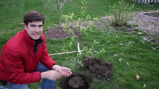 Totally Preventable Mistakes When Planting Fruit Trees