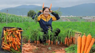 Harvest Daucus Carota (Carrot) goes to the market sell | Emma Daily Life