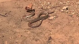 Wei snake surprised the village Zambia 🇿🇲