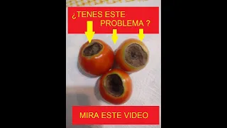 PORQUE SE PUDREN LOS TOMATES