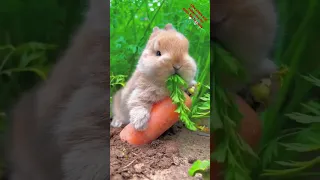 Super Fluffy Baby Bunny. #fluffy #bunny #supercute #love #viral #tiktok #shorts #sharethelove