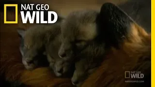 Growing Fox Cubs | Nat Geo Wild