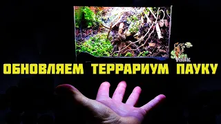 Обновляем террариум пауку ● Brachypelma vagans ● Exo-Terra Nano