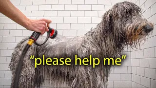 the honest truth about grooming an irish wolfhound