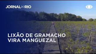 Lixão de Gramacho vira Manguezal