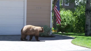 Bear and Man Spook Each Other