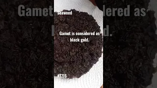 Gamet is considered as black gold. #gamet #seaweed #black #gold #yummy #expensive #thankful