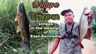 Fishing in the swamps of East Suriname  (trapoen and walapa action)