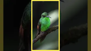 hummingbird can't walk