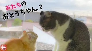 威嚇しまくり子猫がついに心を開いて親子の絆ができました【お迎え】