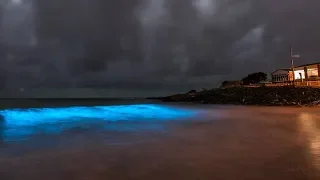 Bioluminescence from red tide: Algae bloom literally lighting up San Diego waves at night