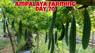 Harvesting Ampalaya | Sobrang Daming Bunga