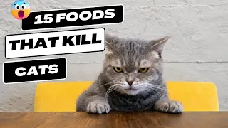 15 Dangerous Foods for Cats. Your Cat Should Never Eat This