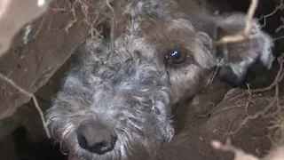 Бедный пёс упал в расщелину, и люди почти отчаялись достать его…
