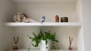 Excitable happy budgie trying to talk