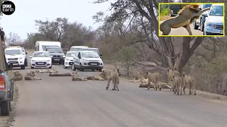 Lion Blocking Road to Attack the Vehicle | ATP Earth