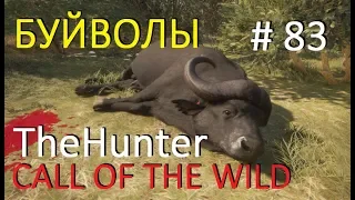 theHunter Call of the Wild БУЙВОЛЫ   # 83