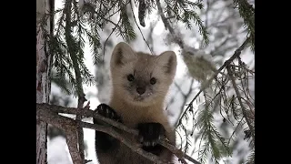 Проверка капканов 24.11.19