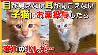【Japanese rescue cat】Medication was administered to a blind and deaf kitten.
