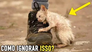 37 Animais que Imploraram Por Ajuda e Carinho à Pessoas