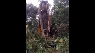 Enorme serpiente encontrada en la selva de la Isla Dominicana del Caribe