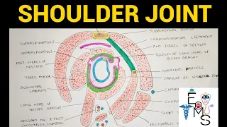 Shoulder Joint Anatomy - 1 | Upper Limb
