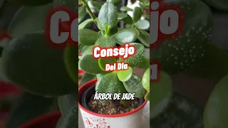 Por qué aparecen puntos blancos en las hojas de mi arbolito de Jade? #plantas #crassulaovata