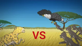 LEOPARD VS BABOON VS EAGLE ANIMATION