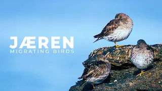 Migrating Birds at Jæren | Bird Photography | BioFoto