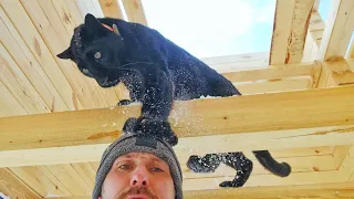 A bag of sawdust is a great toy for a panther 😹(ENG SUB)