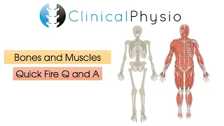 Quick Fire Q & A: Bones and Muscles | Clinical Physio