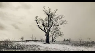 THE HAUNTING OF THE DEVIL'S TREE IN NJ