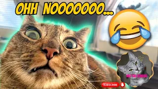 "Laugh Out Loud with the Ultimate Funny Animal Compilation! Hilarious Moments Guaranteed! 🐾😂