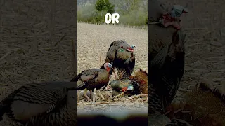 The CRAZIEST Turkey Shots Ever captured on film 😳#shorts #hunting #archery #slowmotion