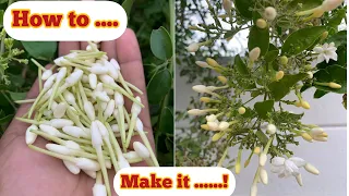 முல்லை பூ அதிகம் பூக்க secret/ How to get more flowers #mullai #mullaipoo #jasmine #flowers