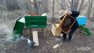 Пересадка пчелопакета в улей