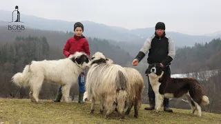 OILE lui Găvrilă din Valea Ciorî | PROBLEME MARI cu URSUL și LUPII | O LUPTĂ ÎMPOTRIVA ANIMALELOR?!