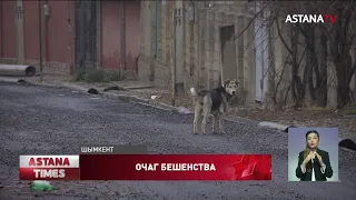 На одной из улиц Шымкента ввели ограничения из-за щенка больного бешенством